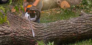 Best Stump Grinding and Removal  in Gholson, TX